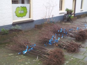 Fruitbomen in plaats van heesters