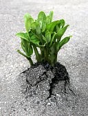 De natuur vindt altijd wel een weg door beton. Zo werkt het bewustzijn ook ten opzichte van macht. 