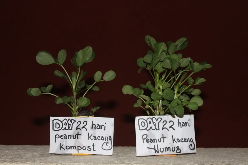 Peanut_Kompost_Humus_Experiment[1]